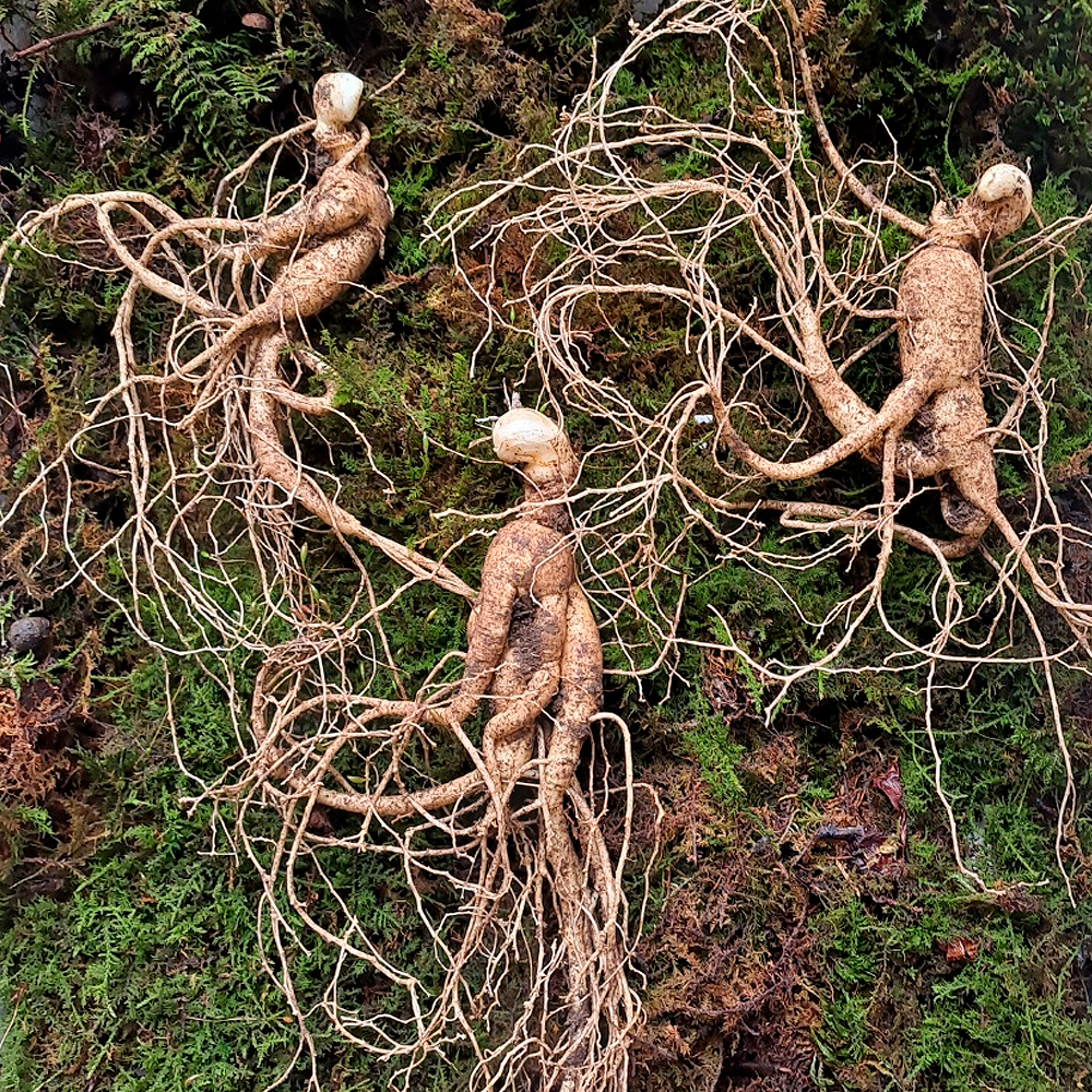 장뇌삼 산양삼 산양산삼 산삼 강원 12년근 2뿌리