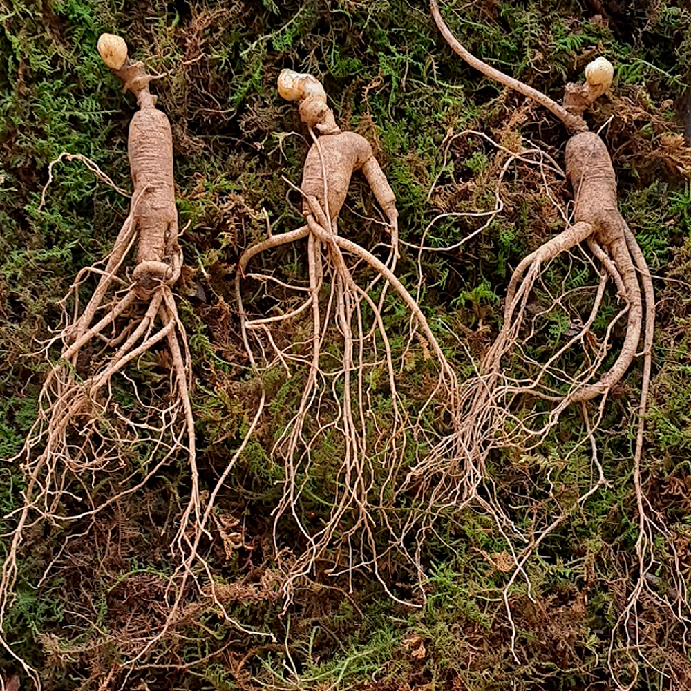 장뇌삼 산양삼 산양산삼 산삼 강원 12년근 2뿌리