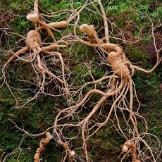 장뇌삼 산양삼 산양산삼 산삼 강원 12년근 2뿌리