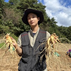 풍기인삼 6년근 인삼 수삼 세척 난발삼 한채 인삼차 인삼주 강화