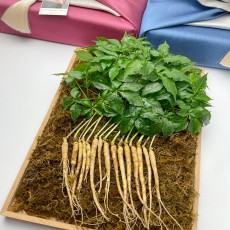 청년농부 백세새싹삼 미니100, 200뿌리 정직한 수확 가게손님용/ 부모님선물세트