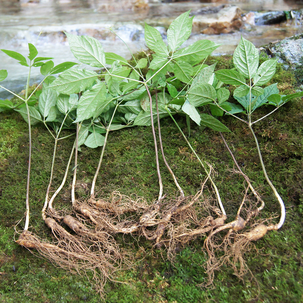 아리아리산삼 6년근 10뿌리 장뇌삼 산양산삼 산양삼 자연산 선물세트