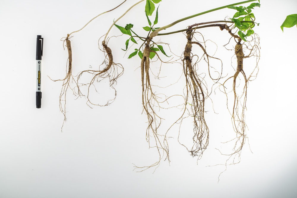 삼삼삼 산양산삼 산양삼 장뇌삼 5-6년근 6뿌리