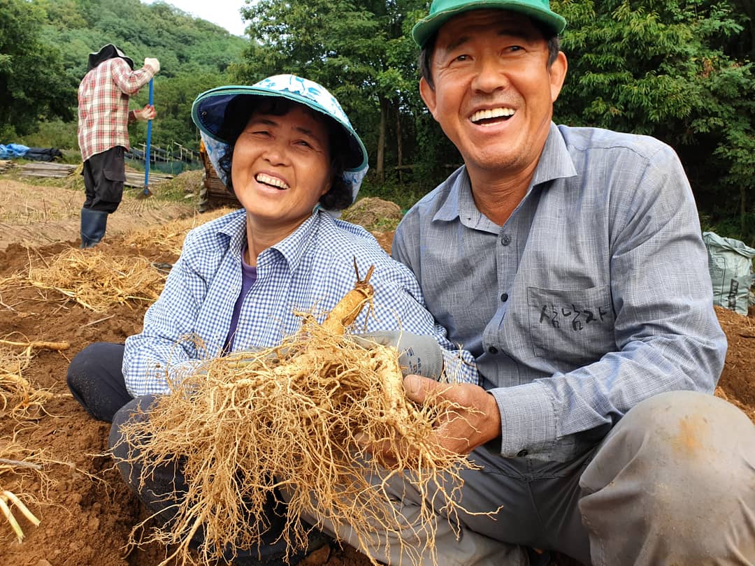 5년근 인삼 난발삼1번 금산수삼 풍기인삼 강화인삼 1채 - 750g