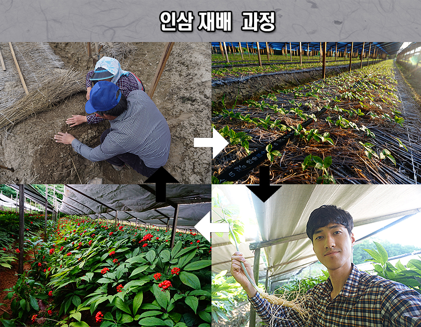 5년근 인삼 난발삼1번 금산수삼 풍기인삼 강화인삼 1채 - 750g