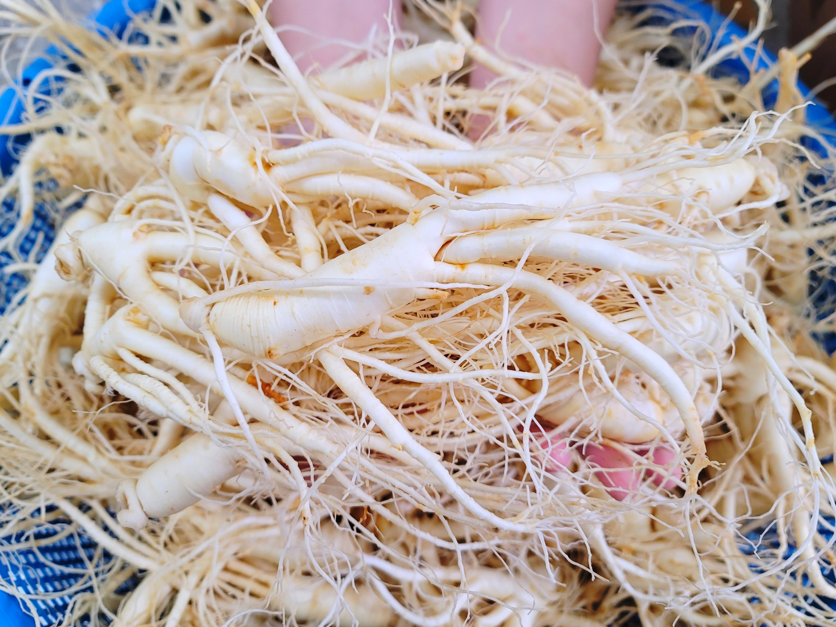 인삼 수삼 파삼 6년근 인삼주 강화 도매시장 파지 1KG