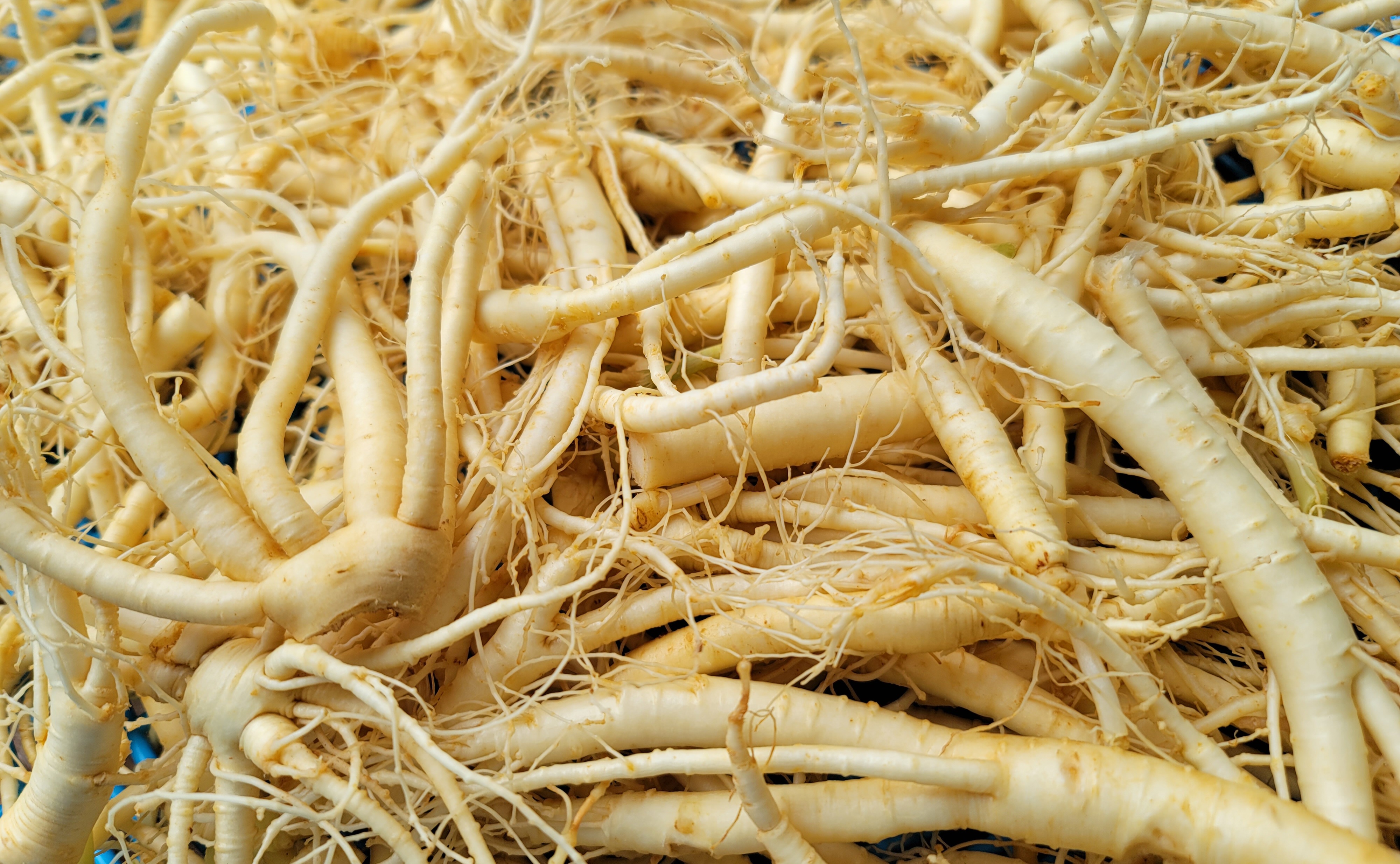 가정용 인삼 파지 500g 세척