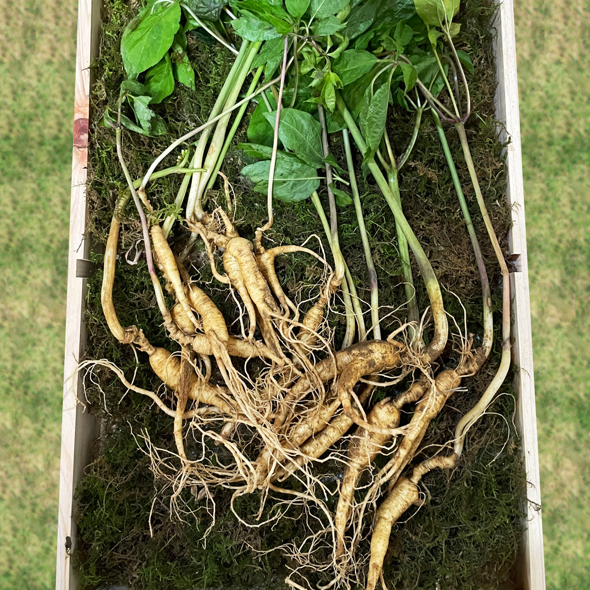 일일산삼 장뇌삼 산양삼 10년근 파삼 100g 15-25뿌리 내외