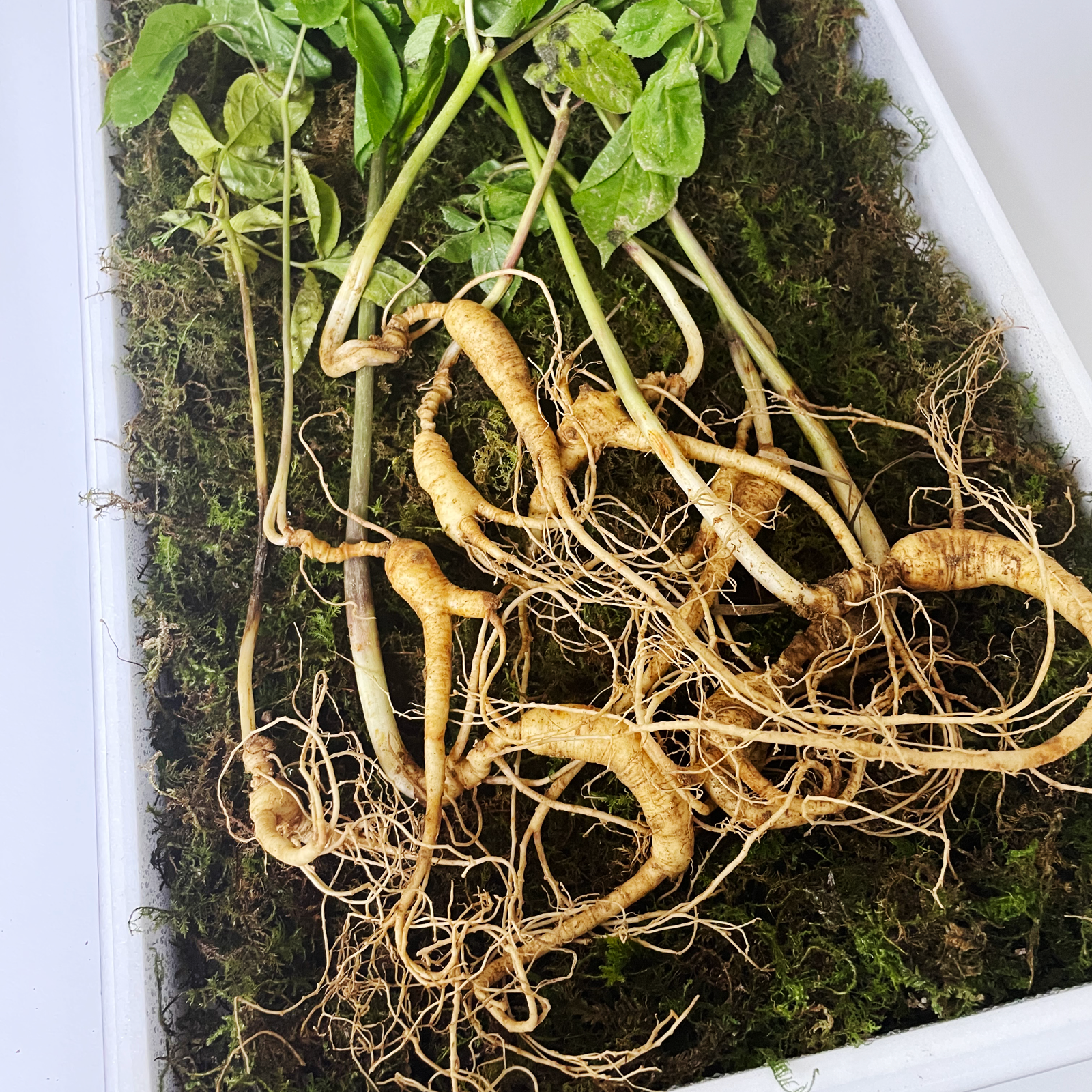 일일산삼 장뇌삼 산양삼 10년근 파삼 100g 15-25뿌리 내외