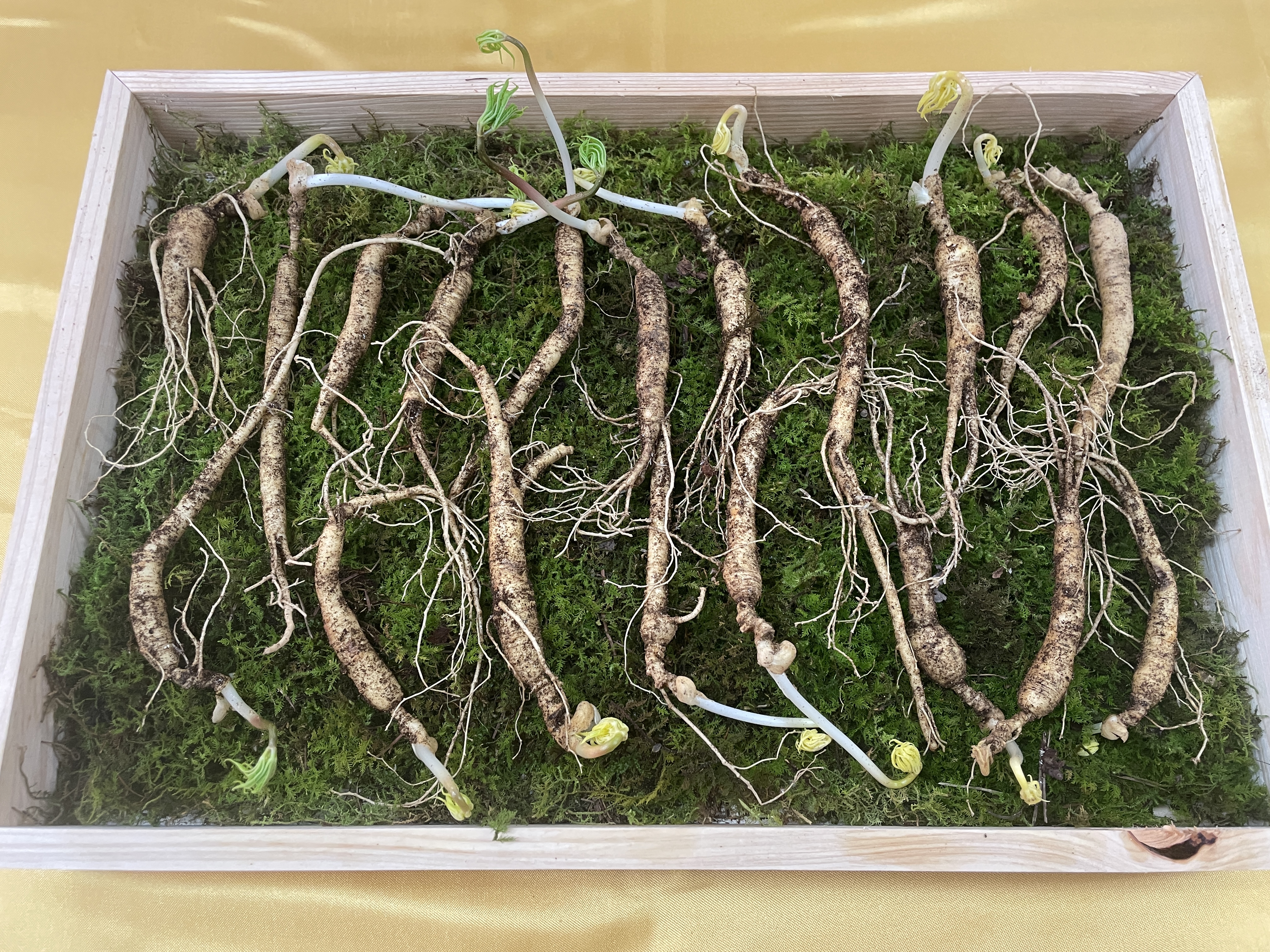 일일산삼 장뇌삼 산양삼 10년근 파삼 100g 15-25뿌리 내외