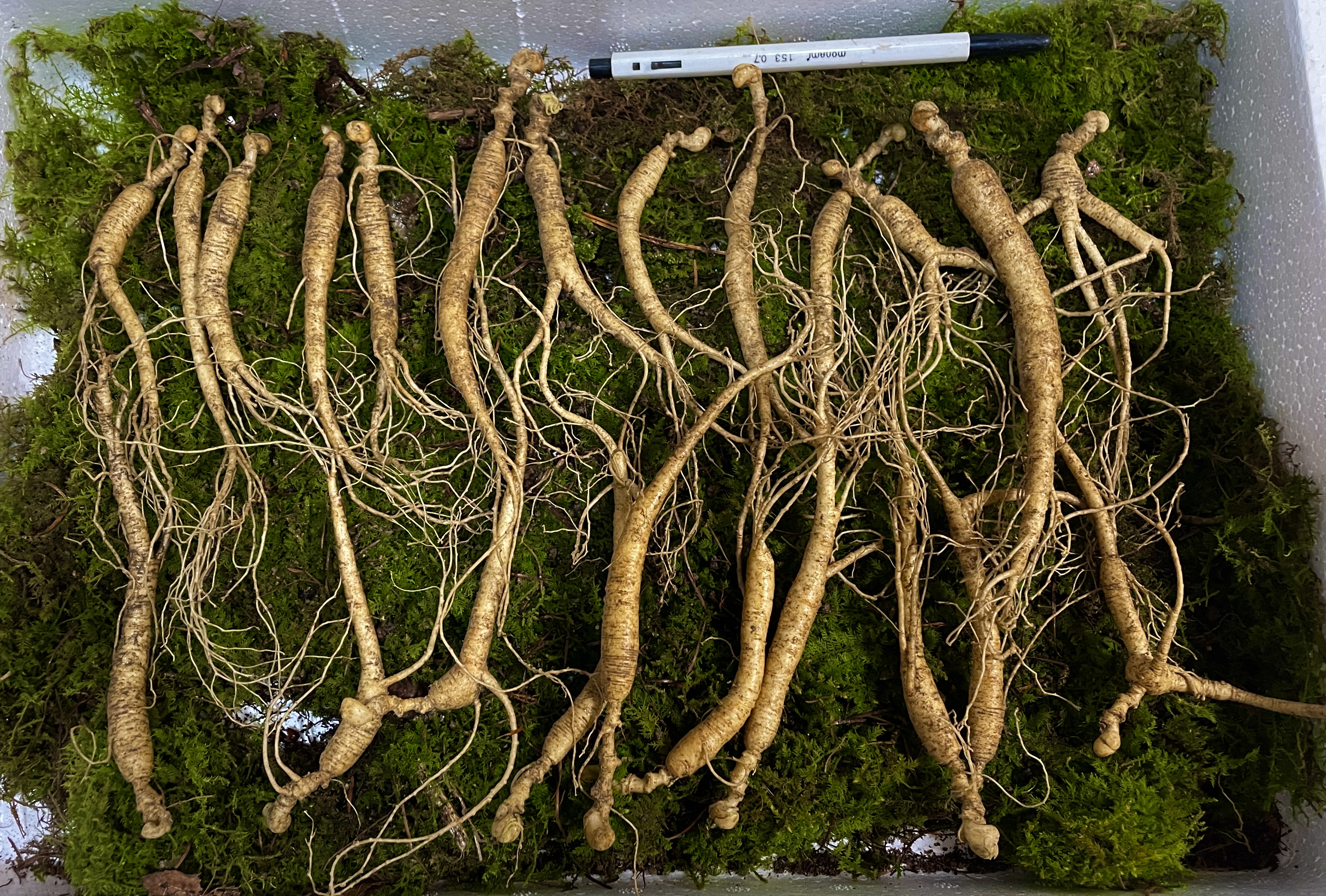 일일산삼 장뇌삼 산양삼 10년근 파삼 100g 15-25뿌리 내외