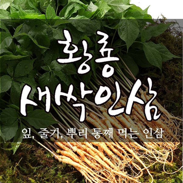 새싹삼 200뿌리 청년농부의 정직하고 건강한 황룡새싹인삼