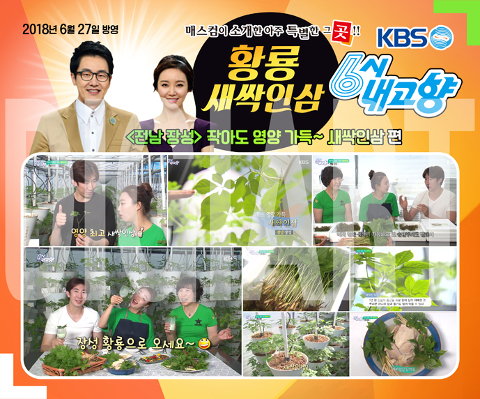 새싹삼 200뿌리 청년농부의 정직하고 건강한 황룡새싹인삼