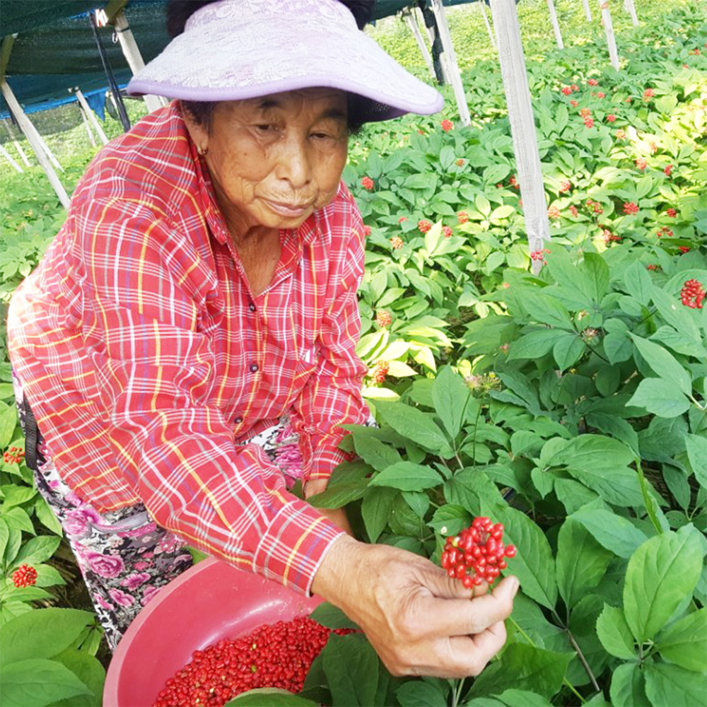 금산 참 인삼 수삼 난발삼 500g 세척 진공포장
