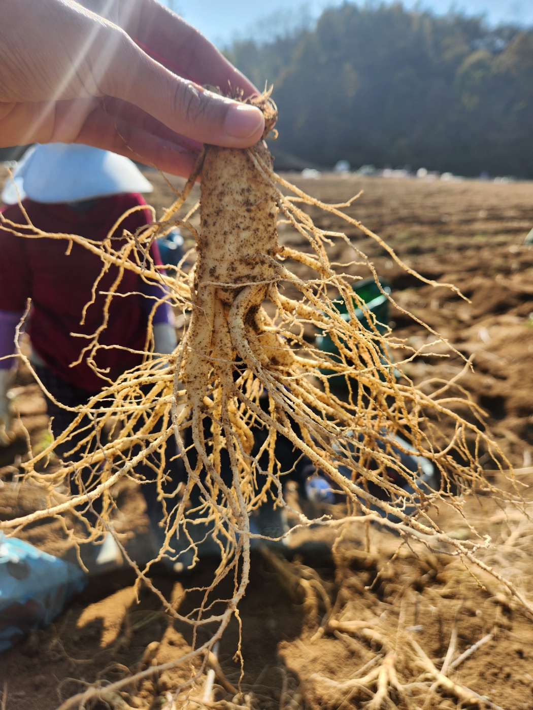 풍기인삼 더큰 6년근 난발삼 원수삼 파삼 세척진공 선물포장 못난이 소 750g 도매