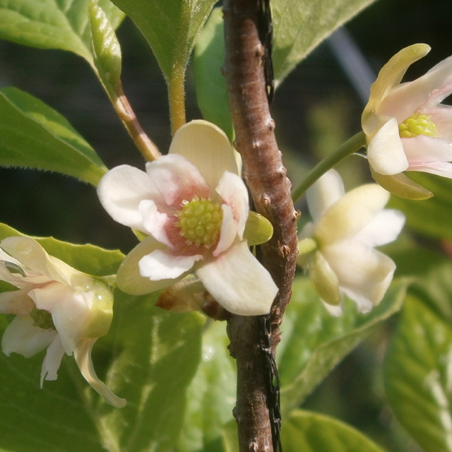 문경 오미자청 원액 엑기스 500ml 2병