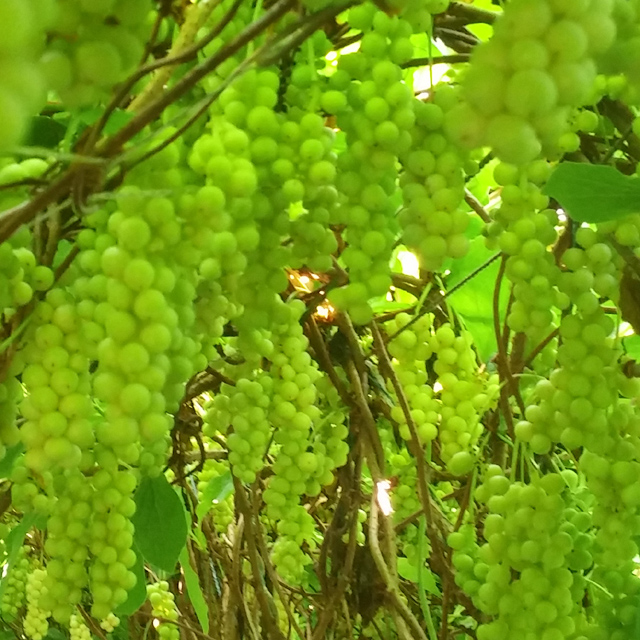 문경 오미자청 원액 엑기스 500ml 2병